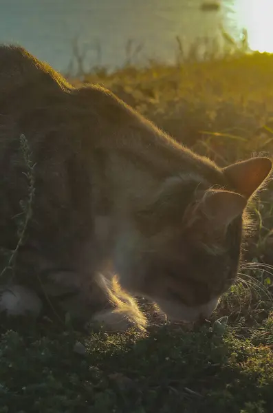 Uliczny Kot Zachodzie Słońca — Zdjęcie stockowe