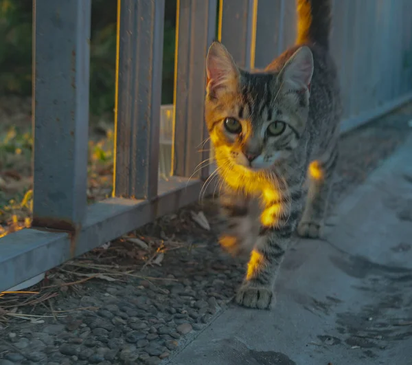 Straßenkatze Geht Vor Die Kamera Sonnenuntergang — Stockfoto