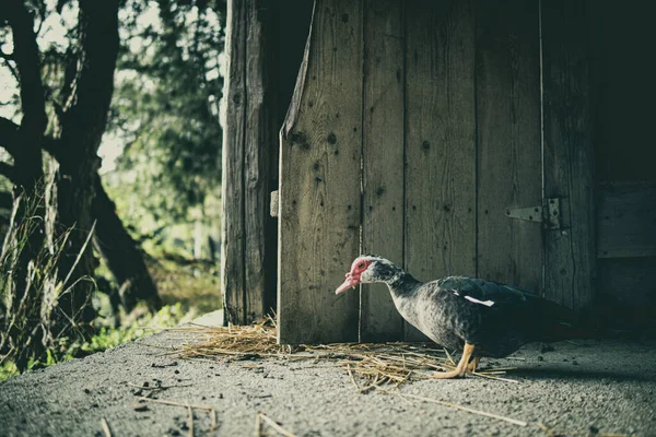 Rare Poultry Hen Walks Yard Looking Something Eat — стоковое фото
