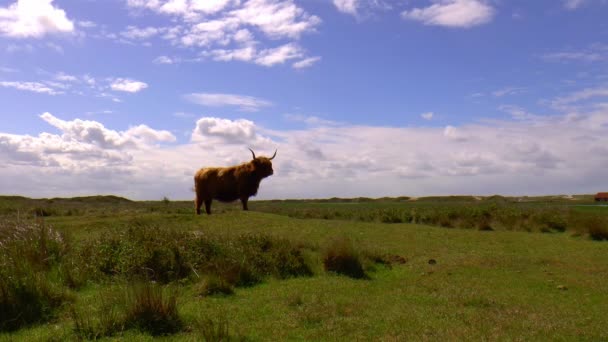 Highland Vache Dans Une Pose Difficile — Video