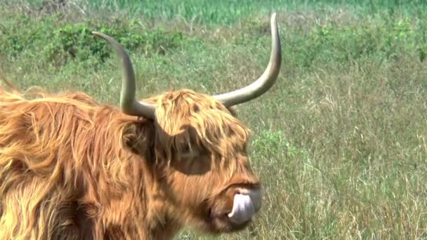 Highland Cow Met Lange Hoorns Lange Golvende Wollige Vacht Likt — Stockvideo