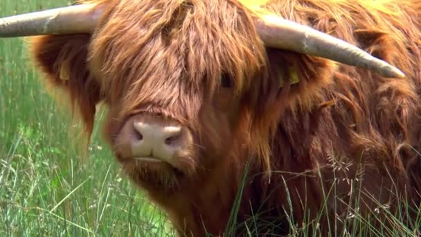 Жующая Высокогорная Корова Смотрит Камеру — стоковое видео