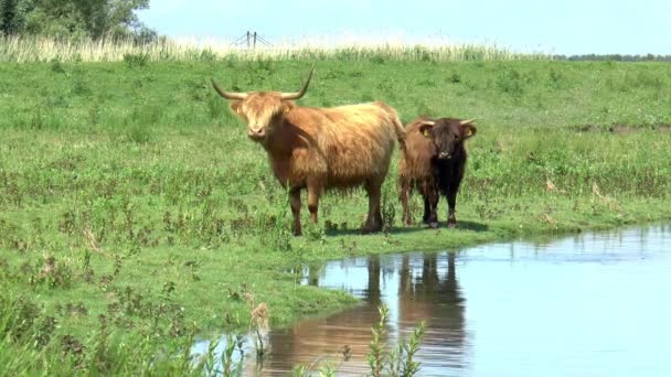 Горные Коровы Набережной — стоковое видео