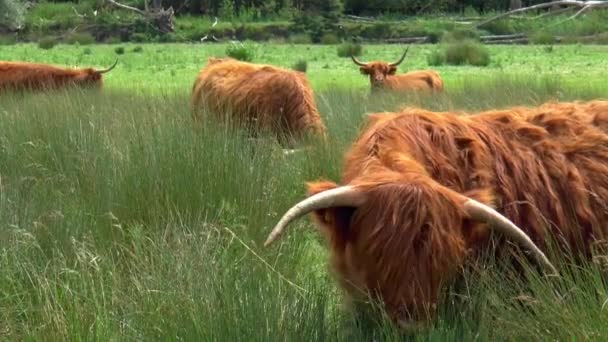 Стадо Высокогорных Коров Пасутся Лугу — стоковое видео