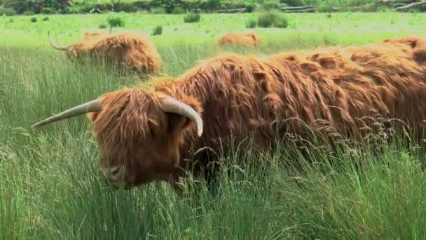 一头放牧的高山母牛惊慌失措地抬起头 — 图库视频影像
