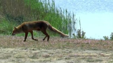 Kızıl bir tilki kendi bölgesine girer, durur ve arkasına bakar..