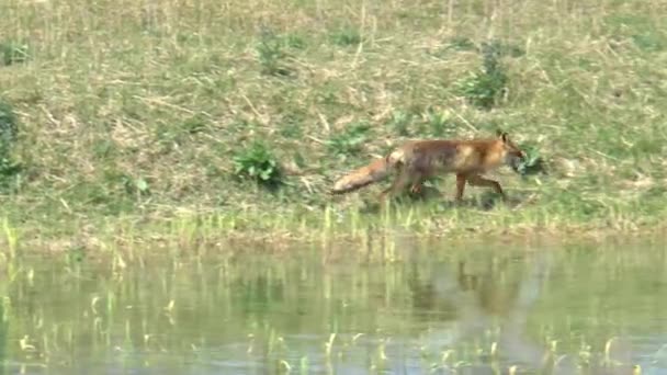 Μια Κόκκινη Αλεπού Που Τρέχει Κατά Μήκος Του Νερού — Αρχείο Βίντεο