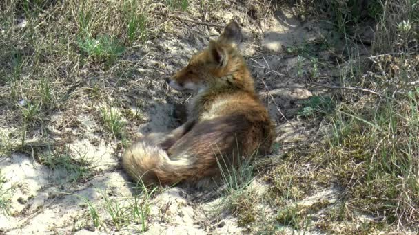 Ein Rotfuchs Ruht Einer Mulde — Stockvideo