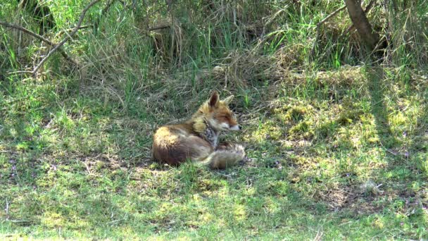 草の中には赤い狐が横たわっていて 周りを見回している — ストック動画