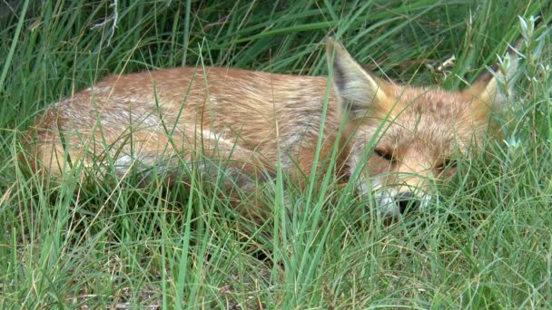 Zorro Rojo Que Descansa Esconde Hierba Alta — Vídeos de Stock