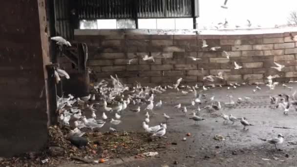 Des Centaines Mouettes Régalent Poubelle — Video