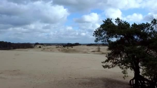 Het Kootwijkerzand Est Une Zone Sablonneuse Dérivante Dans Région Néerlandaise — Video