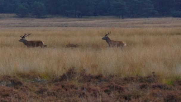 Tres Ciervos Rojos Corriendo Por Bosque Cámara Lenta Fps — Vídeos de Stock