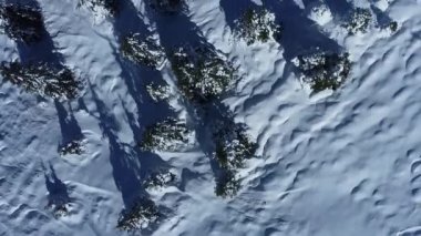 Yukarıdan görünen karla kaplı çam ağaçları.