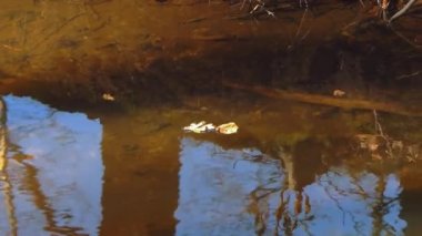 Ormandaki bir derede yapraklar yüzer.