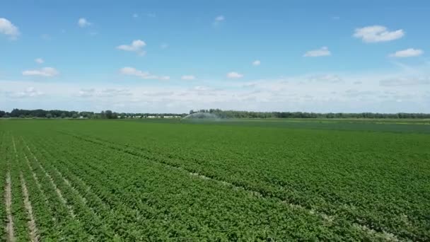 Létání Dronem Nad Zemědělskými Plodinami Zavlažovací Zavlažovač Nebo Sektorový Zavlažovač — Stock video