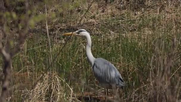 Grand Héron Chasse Les Proies Vivantes Parmi Les Roseaux Marais — Video