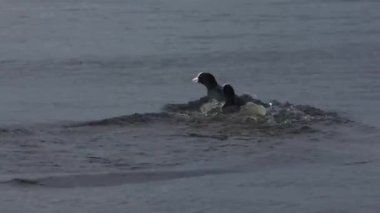 Bir yaban ördeği diğerini kendi bölgesinden kovalıyor.
