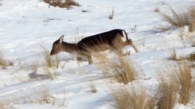 Düşen dişi geyik derin karda koşar. Dama dama karda. Kışın Cervus dama.