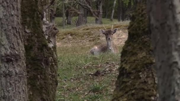 偷偷摸摸地躲在树后 看着一只长着小鹿角的公鹿躺在草地上 — 图库视频影像