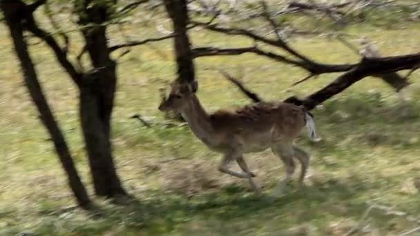 雄鹿は角のない鹿が遅い動きで過去に実行されます50Fps — ストック動画