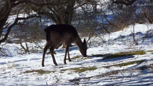 冬の毛皮を着た雄鹿は雪の中を歩く草を放牧する 雪の中でダマデータ 冬のCervus Dama — ストック動画