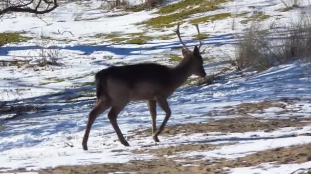 头戴冬季毛皮的休闲鹿公鹿在雪地中行走 大妈达玛在雪地里Cervus Dama在冬季 — 图库视频影像