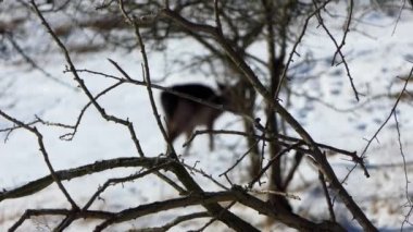 Çalıların arkasında dikkatsiz yürüyen bir geyik. Dama dama karda. Kışın Cervus dama.