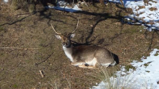 肥鹿公鹿躺在阳光下 大妈达玛在雪地里Cervus Dama在冬季 — 图库视频影像