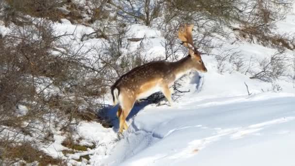 深い雪の中を大型アントラーを持つ雄鹿が歩く 雪の中でダマデータ 冬のケルベス — ストック動画