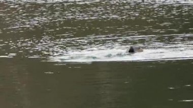 Grebe bir kurbağa yiyor. Yüzme ve dalma dalgıçları.