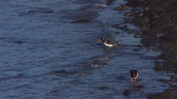 Oystercatcher Mencuci Dirinya Dalam Gerakan Lambat Laut Fps — Stok Video