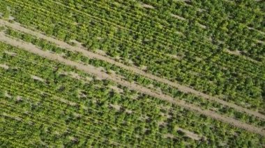 İHA 'yı bir ırz düşmanı tarlasının üzerinde döndürmek. Kolza tarlasında bir traktörün izi.