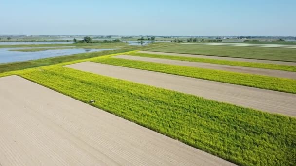 Dron Latający Przekątnej Nad Polami Rzepaku Pole Żółtych Kwiatów Pod — Wideo stockowe