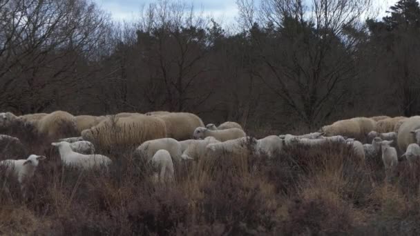 Schafe Mit Lämmern Auf Der Heide Frühling Nahaufnahme — Stockvideo