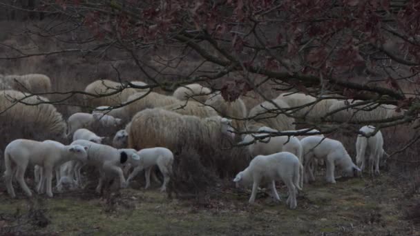 Schafe Mit Lämmern Auf Dem Heidekraut Unter Einem Baum Zeitlupe — Stockvideo