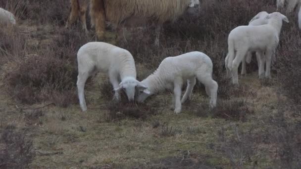 Lämmer Fressen Frühjahr Heidepflanzen Auf Der Heide — Stockvideo