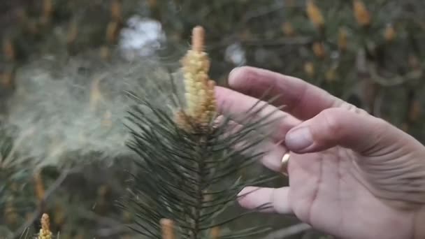大量的花粉被释放到空气中 你的手指靠在苏格兰松木花药上达到顶峰 慢动作120转 — 图库视频影像