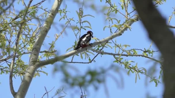斑点啄木鸟 喙上有昆虫在树枝上 — 图库视频影像