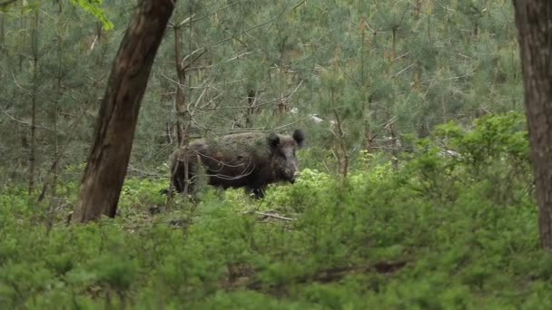 Yaban Domuzu Ormandaki Bitki Çalılardan Yer — Stok video