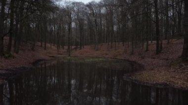 Etrafında yapraklar olan karanlık bir ormanda gizemli bir orman göleti. Suya yansıyan ağaçlar.