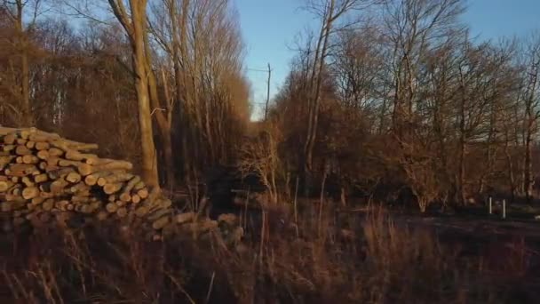 Grote Stapel Boomstammen Een Kaal Bos Bij Zonsondergang — Stockvideo