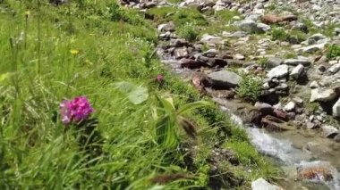 Dağlardaki sakin dere, Alp gülü, çimen ve taşlar