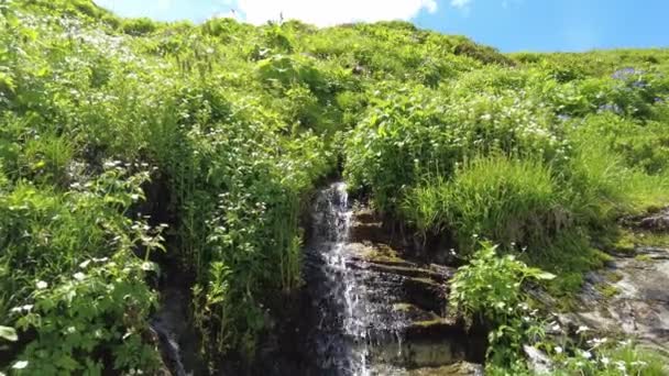 Uzun Otlar Bitkilerle Çevrili Küçük Bir Şelaleye Yaklaşıyoruz — Stok video