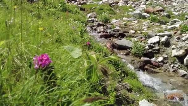 Calma Arroyo Las Montañas Rosa Alpina Hierba Piedras — Vídeo de stock