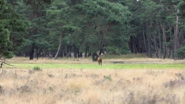 Grande Camminare Maschio Cervo Rosso Con Corna Scoperte Durante Carreggiata — Video Stock
