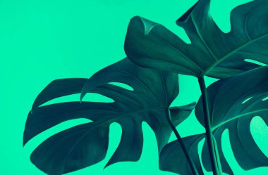 Monstera yapraklarının seçici odak noktası (yaprak) dekorasyon kompozisyon tasarımı için renkli arka plan. Tropikal, botanik doğa deseni. Kapat