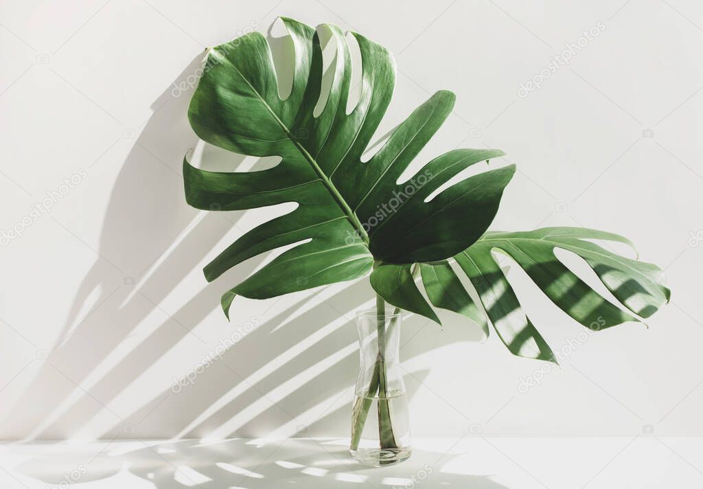 Monstera leaves in glass jug with sunlight and long shadow on wall.tropical nature and house decorative ideas