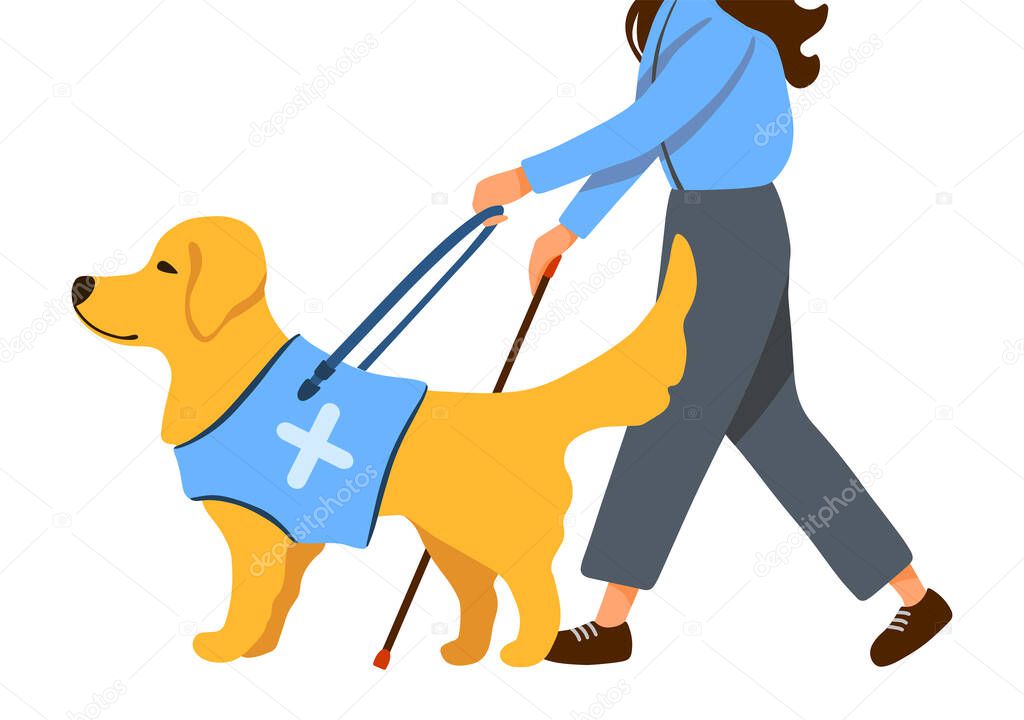 Blind woman with stick walks beside guide dog leads. Golden Retriever and human isolated on white background cartoon style. Flat design for poster, banner, flyer, web, company, sign.