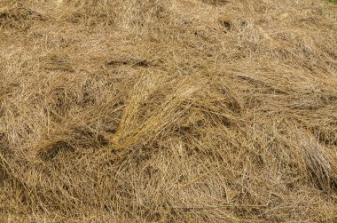 Doğal altın kuru saman dokusu arkaplanını kapat.